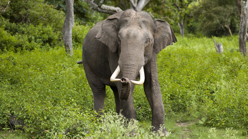 Aziatische Olifant Foto: Yathin S Krishnappa